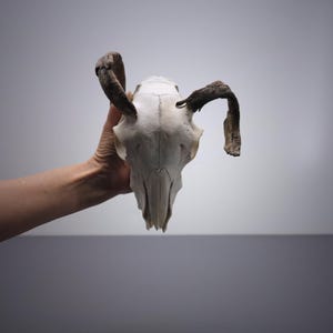 Goat Skull with crippled Horns