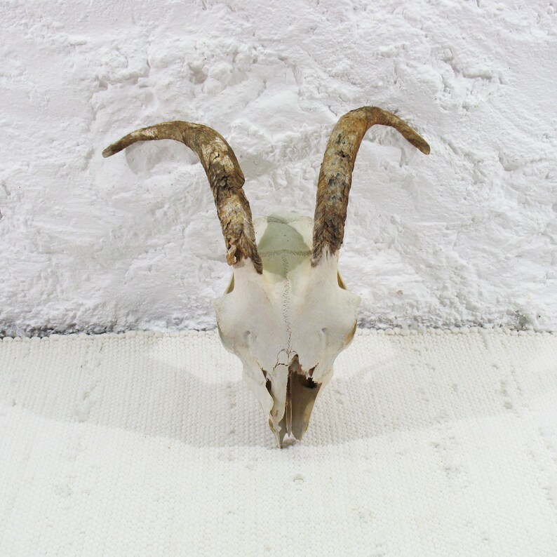 naturally weathered Horns Goat Skull with classical