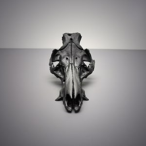 Black Wild Boar Skull