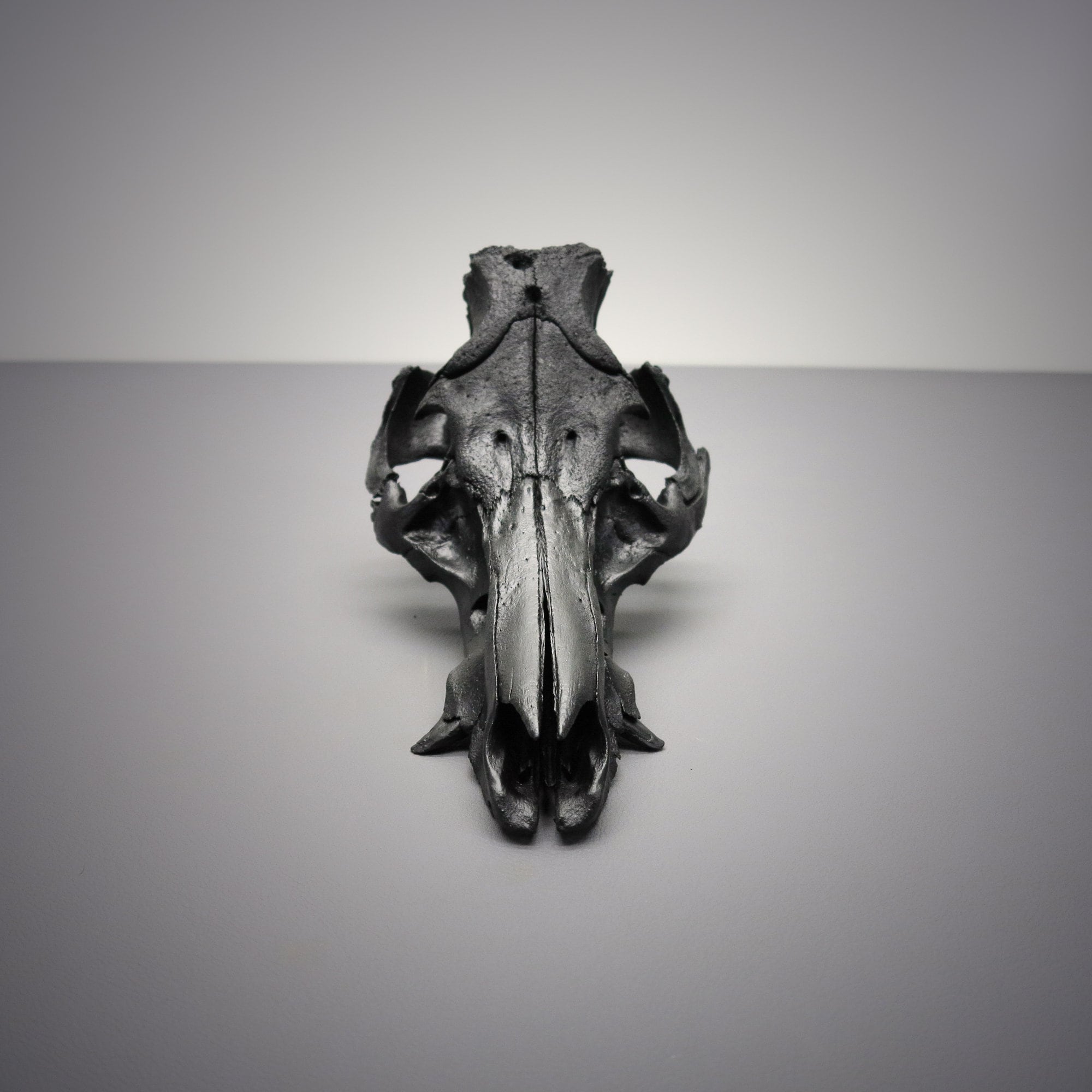 Black Wild Boar Skull