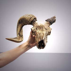 Golden Ram Skull with tormented Horn