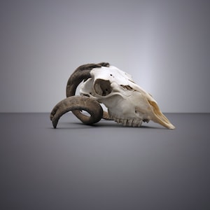 Goat Skull with rare Horns