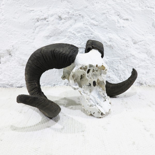 Ram Skull with large Horns