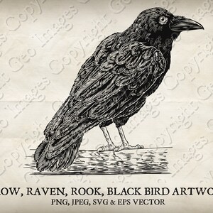 Krähe, Rabe, Turmfalke oder schwarzer Corvus Vogel. Original Illustration in vintage Holzschnitt. Vektor SVG, EPS, transparent PNG und jpeg Clipart