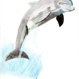 May include: A hand-drawn illustration of a grey dolphin leaping out of the water. The dolphin is drawn in shades of grey and black, with a blue and white background.