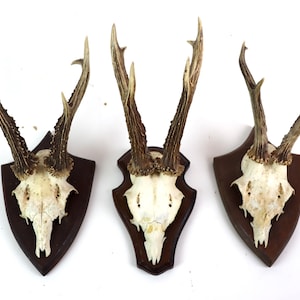 Hunting trophy | Antlers on carved wooden plate | Roebuck