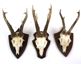 Jagdtrophäe | Geweih auf geschnitzter Holzplatte | Rehbock