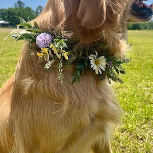 K&ouml;nnte beinhalten: Ein Golden Retriever tr&auml;gt ein Blumenhalsband. Das Halsband hat wei&szlig;e, lila und gelbe Blumen mit gr&uuml;nen Bl&auml;ttern. Der Hund sitzt an einem sonnigen Tag auf einer Wiese. Die Szene wirkt nat&uuml;rlich.
