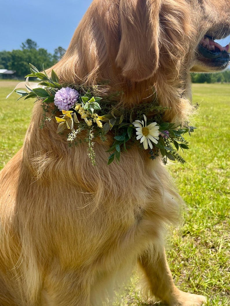 K&ouml;nnte beinhalten: Ein Golden Retriever tr&auml;gt ein Blumenhalsband. Das Halsband hat wei&szlig;e, lila und gelbe Blumen mit gr&uuml;nen Bl&auml;ttern. Der Hund sitzt an einem sonnigen Tag auf einer Wiese. Die Szene wirkt nat&uuml;rlich.