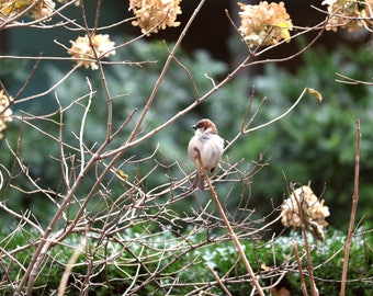 Bird Photo Print