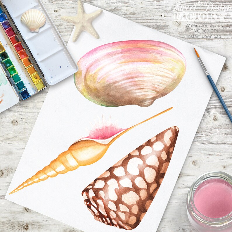 May include: Watercolor illustrations of seashells. A large, pink and yellow seashell, a brown and white seashell, and a long, yellow seashell with a pink tip.