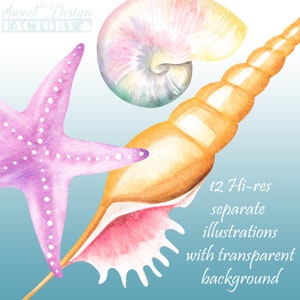 May include: Watercolor illustrations of seashells and a starfish. The shells are in shades of pink, orange, and yellow. The starfish is purple with white dots. The background is a light blue.