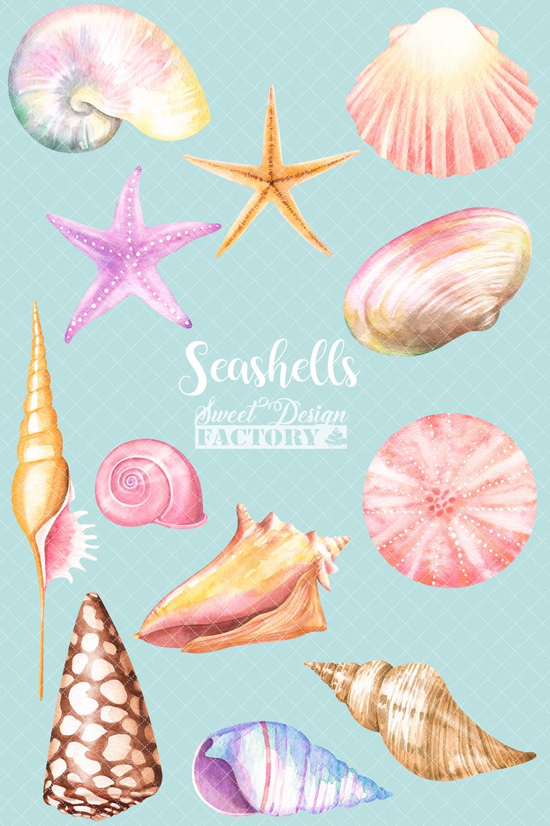 May include: A collection of watercolor seashells in various shapes, sizes, and colors, including pink, orange, brown, and purple. The seashells are arranged on a light blue background with a white grid pattern. The text "Seashells Sweet Design FACTORY" is written in black cursive lettering.