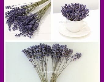 Organic English Lavender Bundles, Lavender appetizer picks, Culinary Lavender Party Pix, edible lavender flower stems