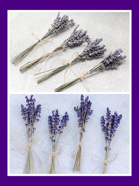 Garnish Picks Lavender Stems Napkin Decoration 100+ Organic Lavender Cocktail Picks \\ Dried English Lavender Sprigs