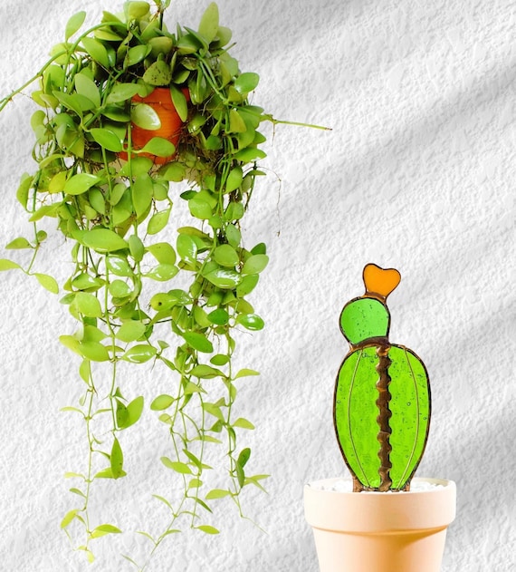 Baby Moon Glass Cactus