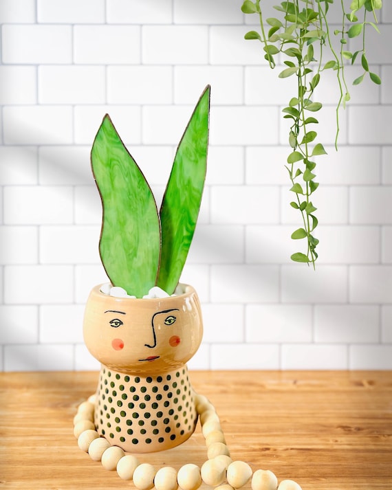 Baby Stained Glass Snake Plant