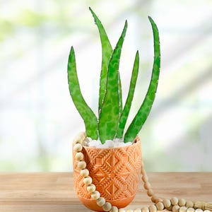 Stained Glass Aloe Vera Plant