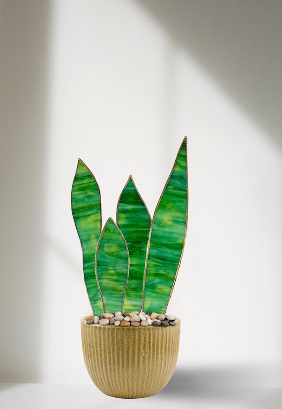 Stained Glass Snake Plant