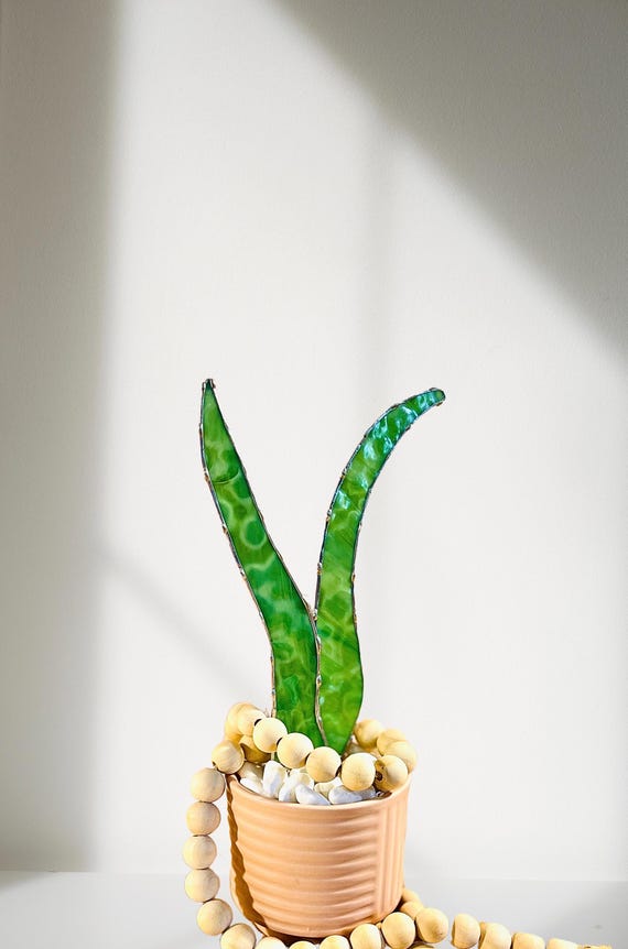 Baby Stained Glass Aloe Vera