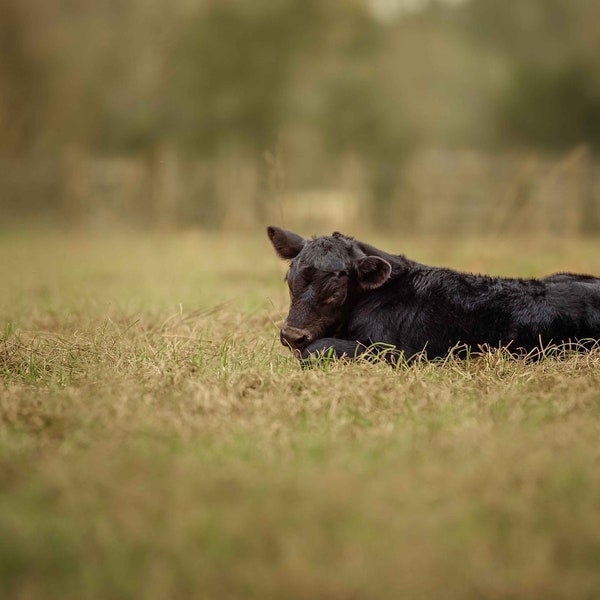 Calf Digital background