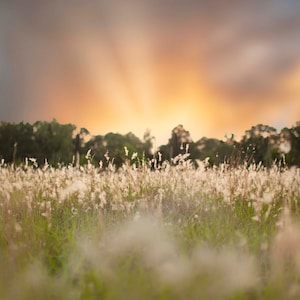 May include: A field of tall grass with white feathery seed heads, illuminated by the golden rays of a setting sun. The sky is a mix of soft pink, orange, and gray clouds.