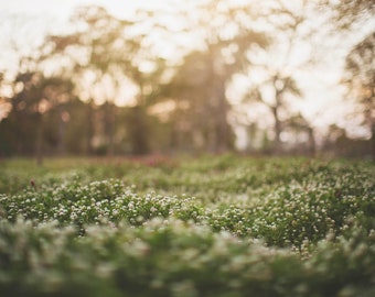 outdoor backdrops for photography