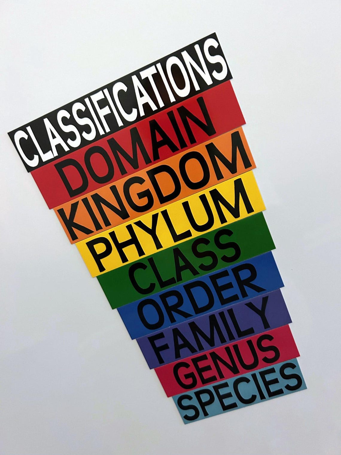 Biology Classification Pyramid! Great for the Science Classroom! - Etsy