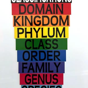 Biology Classification Pyramid! Great for the Science Classroom!