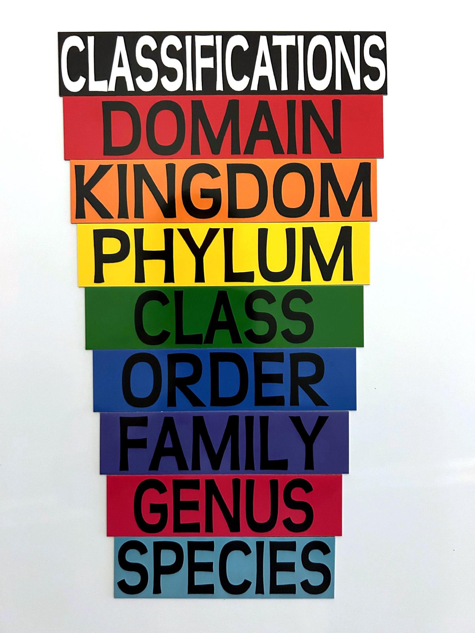 Kingdom Phylum Class Order Family Genus Species Pyramid