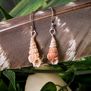 May include: A pair of silver earrings with small seashells attached. The seashells are a light brown color with a darker brown swirl pattern.