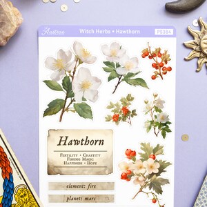 May include: A set of five stickers featuring illustrations of Hawthorn flowers and berries. The stickers are white with a black outline and feature the text "Hawthorn", "Fertility. Chastity. Fishing Magic. Happiness. Hope", "element: fire", "planet: mars", and "deities: Flora, Hymenaios, Olwen".