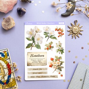 May include: A sheet of stickers featuring illustrations of Hawthorn flowers and berries. The stickers are on a white background with a text box that reads "Hawthorn" and includes information about the plant's properties, element, planet, and deities. The text reads: "Hawthorn, Fertility, Chastity, Fishing Magic, Happiness, Hope, element: fire, planet: mars, deities: Flora, Hymenaios, Olwen."
