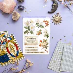 May include: A sheet of stickers featuring illustrations of Hawthorn flowers and berries. The sticker sheet includes the text "Hawthorn", "Fertility. Chastity.  Foreing Magic. Happiness. Hope", "element: fire", "planet: mars", and "deities: Flora, Hymenaios, Olwen".
