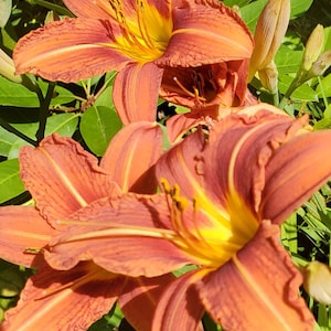 3 daylilies: old fashion daylily AKA ditch lily