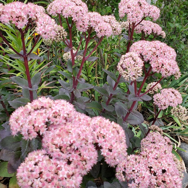 Sedum (autumn joy) completely rooted live plant