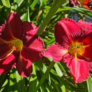 May include: Close-up of two vibrant red daylilies with yellow centers and long stamens. The flowers are in full bloom, surrounded by green foliage, and bathed in sunlight. A beautiful floral display.