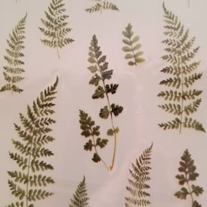 Japanese paper stickers +- 20 pieces, transparent fern scrapbooking stickers, bullet journal