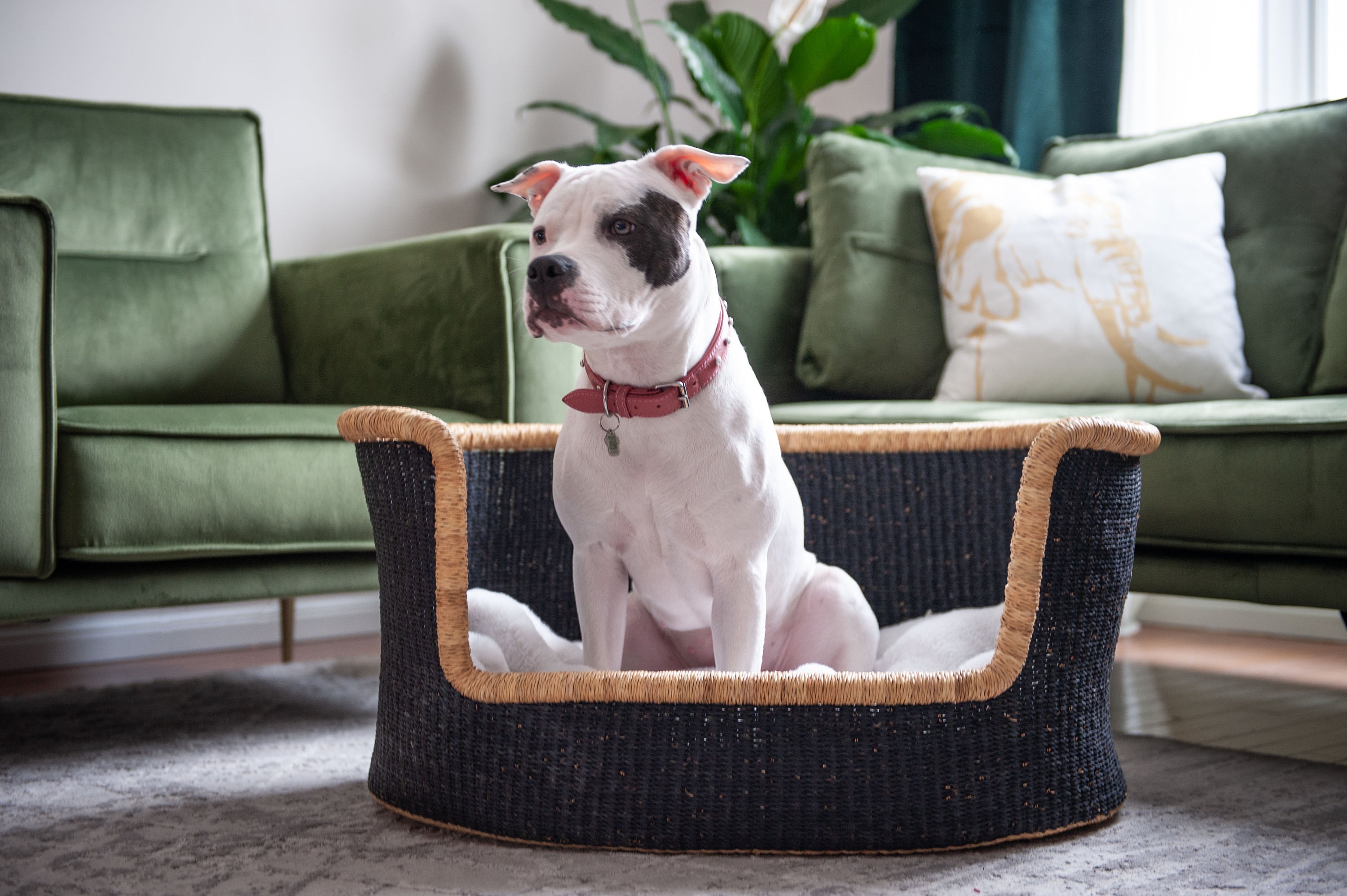 wicker dog bed medium