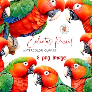 Eclectus Parrot Clipart, Eclectus Parrot en formato PNG, Acuarela Eclectus Parrot, Acuarela Eclectus Parrot, Parrot Clipart, Parrot PNG