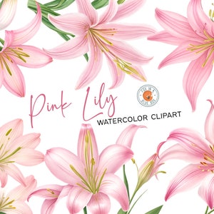Clipart de lírio rosa, flores de lírio rosa em formato PNG, clipart de lírio rosa aquarela, buquês de lírio rosa aquarela, lírio rosa aquarela PNG