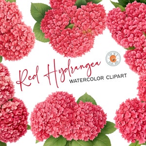 Rote Hortensie Clipart, rote Hortensienblüten in PNG-Format, Aquarell rote Hortensie Clipart, Aquarell rote Hortensiensträuße, Hortensie