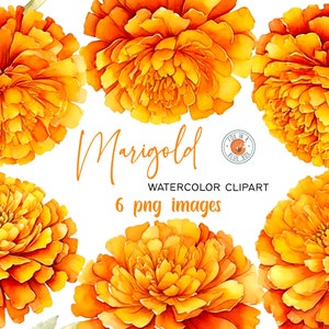 Clipart Marigold Flower, Marigold Flowers w formacie PNG, Watercolor Marigold Clipart, Transparent Marigold clipart, Marigold Bouquets PNG