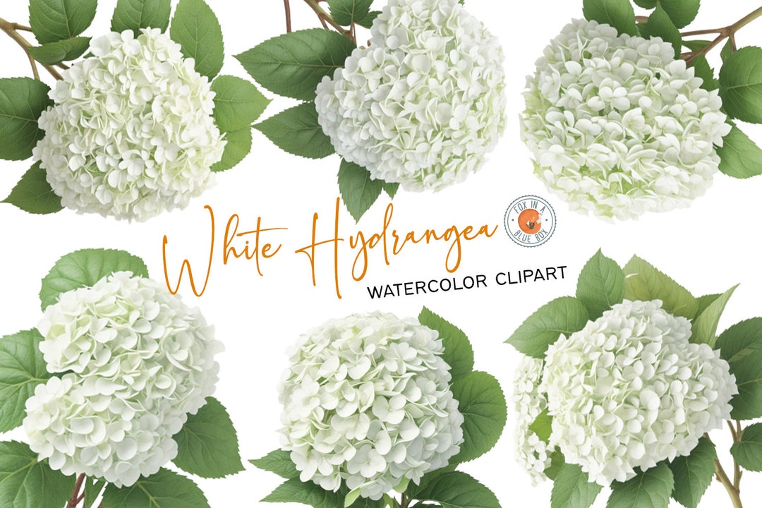 White Hydrangea Clipart, White Hydrangea Flowers in PNG Format ...