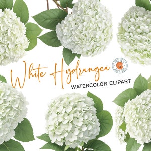 White Hydrangea clipart, White Hydrangea Flowers in PNG format, Watercolor White Hydrangea Clipart, Watercolor White Hydrangea Bouquets