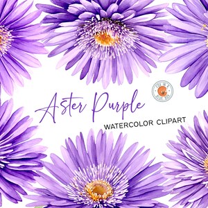 Aster Lila Clipart, Aster Lila Blumen in PNG-Format, Aquarell Aster Lila Clipart, Aquarell Aster Lila Blumensträuße, Aster Lila