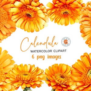 Calendula clipart, Calendula Flowers in PNG format, Watercolor Calendula Flowers clipart, Watercolor Calendula Bouquets, Calendula Flowers