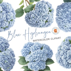 Blue Hydrangea clipart, Blue Hydrangea Flowers in PNG format, Watercolor Blue Hydrangea Clipart, Watercolor Blue Hydrangea Bouquets