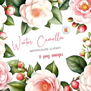 Winter Camellia Flower clipart, Winter Camellia Flowers in PNG format, Watercolor Winter Camellia Clipart, Winter Camellia Bouquets