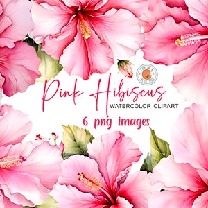 Rosa Hibiskus Clipart, Rosa Hibiskus im PNG-Format, Aquarell Rosa Hibiskus, Aquarell Rosa Hibiskus Clipart, Rosa Hibiskus Blumensträuße